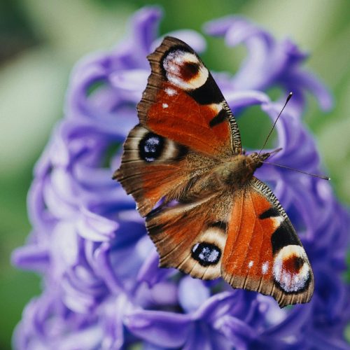 pexels-anastasia-ilina-makarova-140436704-11784227 - Kopie