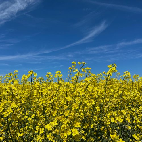 pexels-ivanna-lebediuk-2150011567-32866315 - Kopie