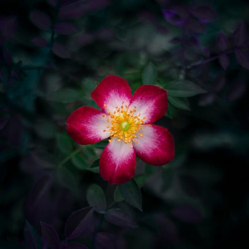 pexels-zimak-18393765 - Kopie